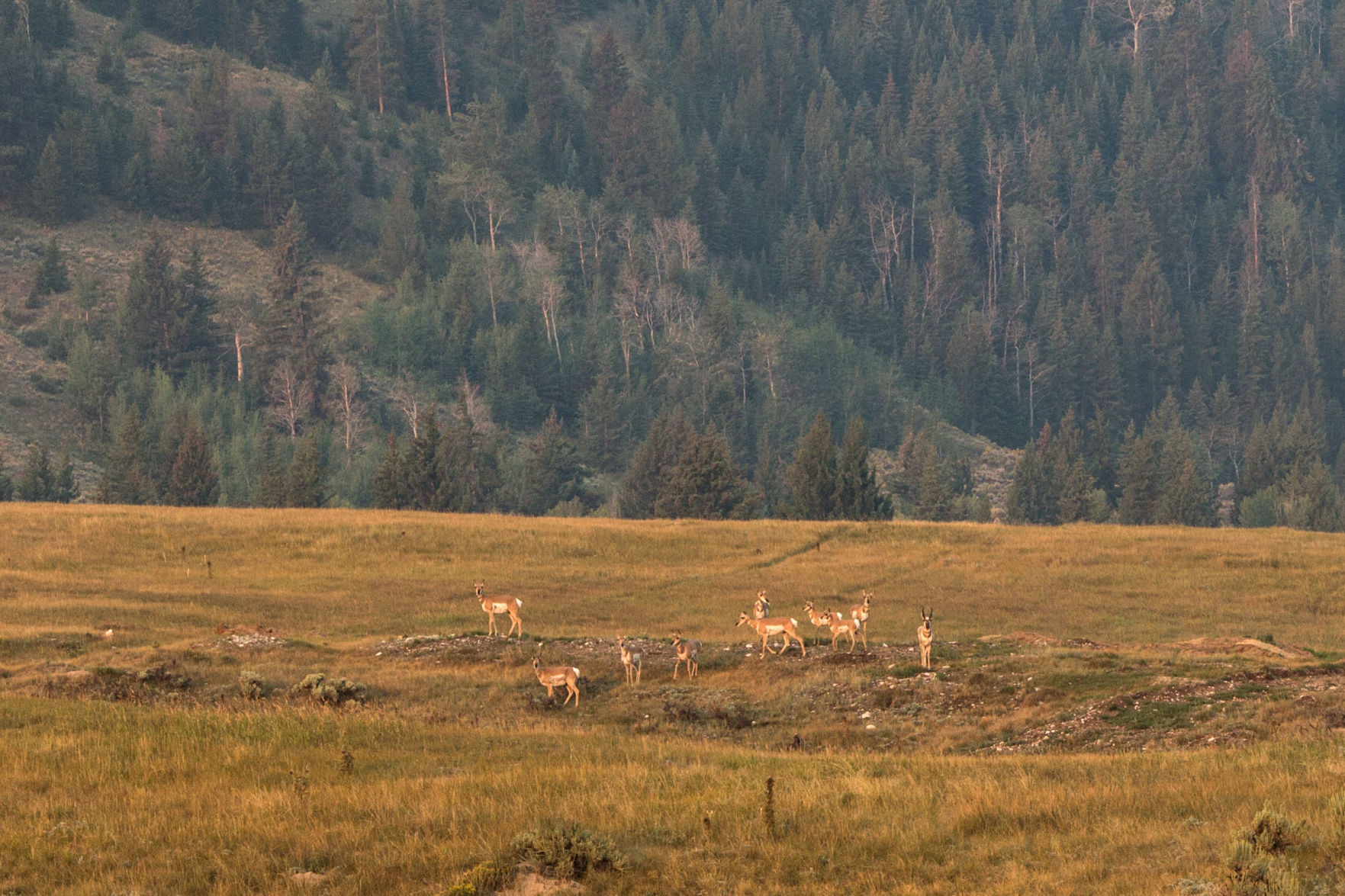 Pronghorn survey